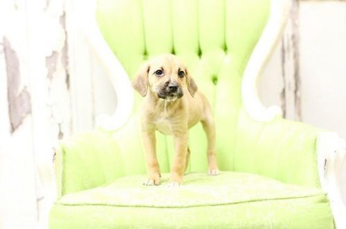 View Our Dogs Spca Of East Texas
