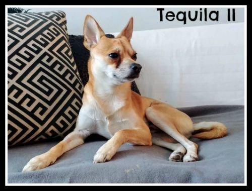 . Tequila II .