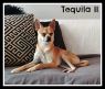 . Tequila II .