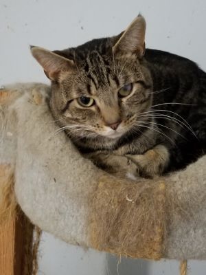 . Chilly Willy Tabby .