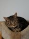 . Chilly Willy Tabby .