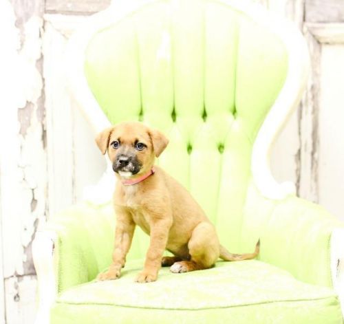 View Our Dogs Spca Of East Texas