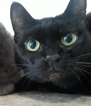 . Sierra .