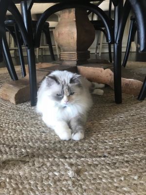 . Lulu .