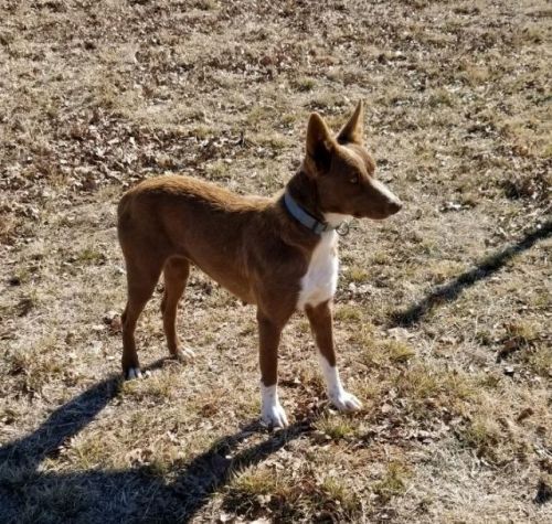 View Our Dogs Spca Of East Texas