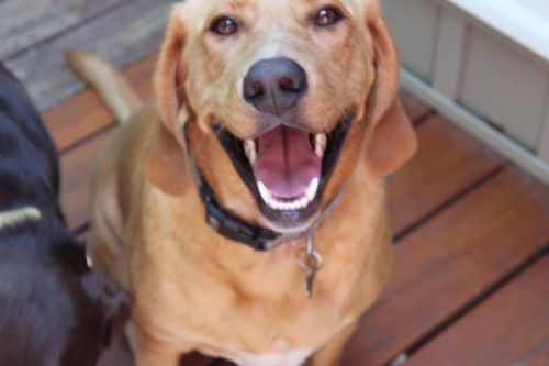 . Louie L'amore the Blonde Bassador .