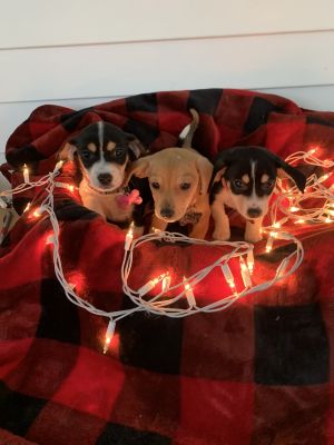 . Noel .