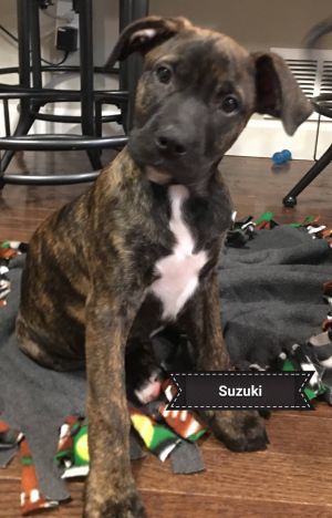 . Suzuki .