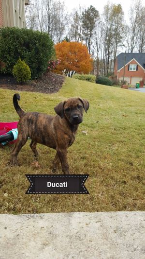 . Ducati .