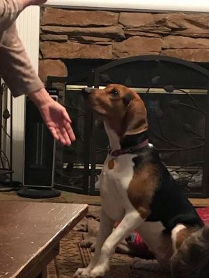 . Guest Dog - Bella .