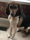 . Guest Dog - Bella .