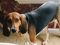 . Guest Dog - Bella .