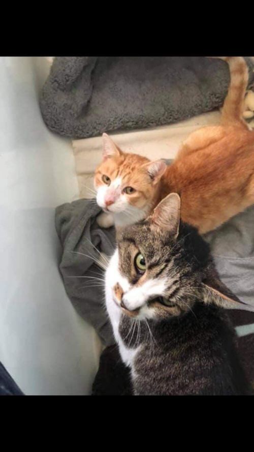 Photo of Frankie & Louie