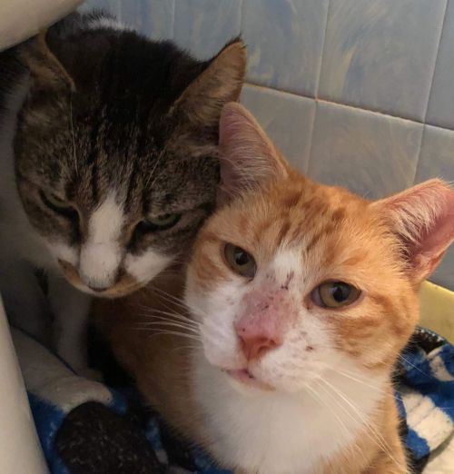 Photo of Frankie & Louie