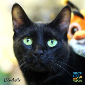 . Bluebelle .