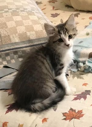 . Mae .