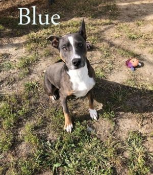 . Blue-P4Pdog .