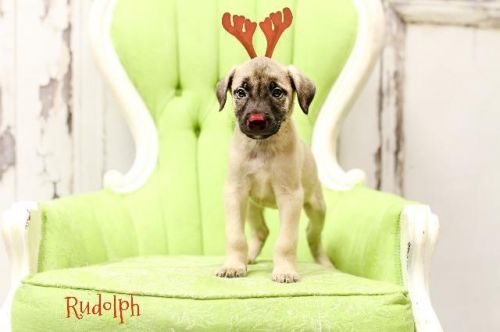 . Rudolph .