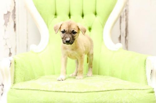View Our Dogs Spca Of East Texas
