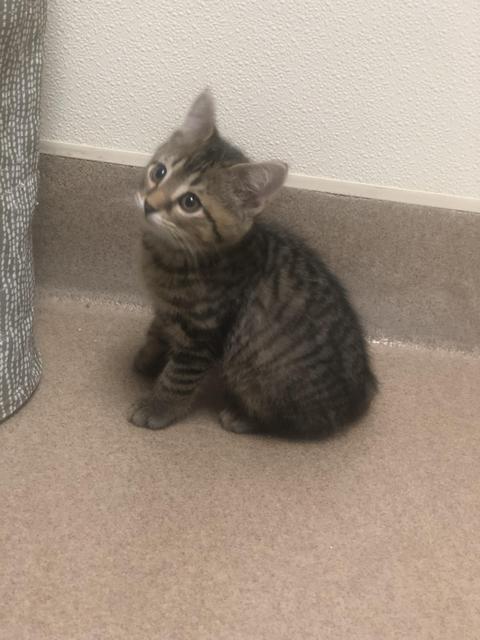 . Opie! Kitten! .