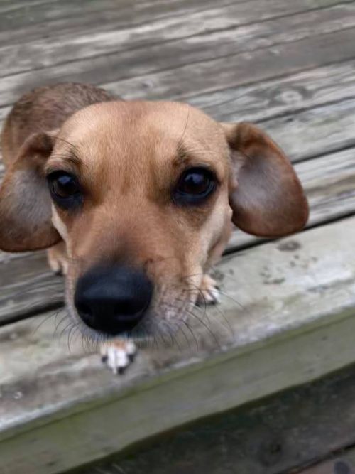 . Maci .