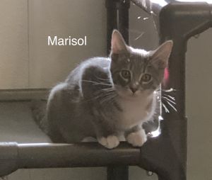 . Marisol .