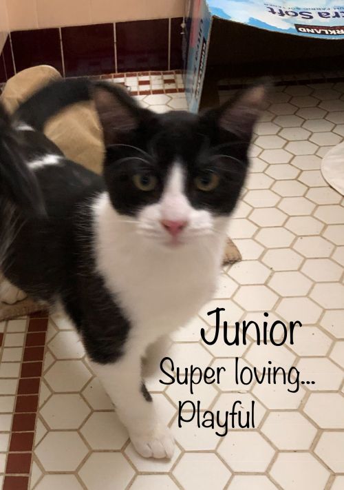 . Junior .