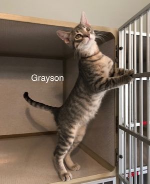 . Grayson .