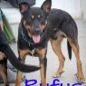 . Rufus .