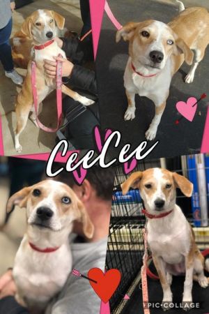 . CeeCee .