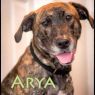 . Arya .
