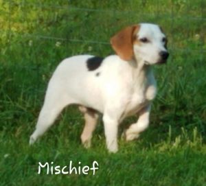 . Mischief .