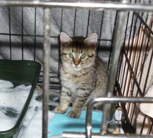 Photo of Munchkin