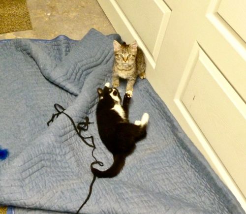 Photo of Munchkin