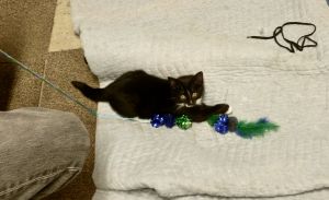 Photo of Xena