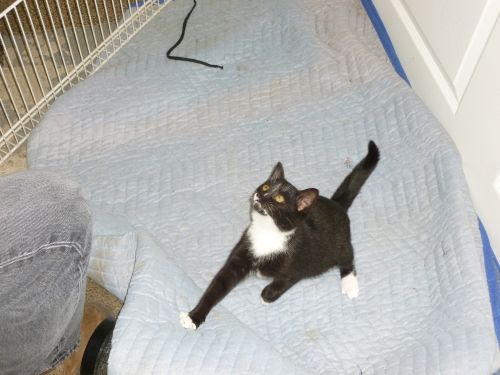 Photo of Xena