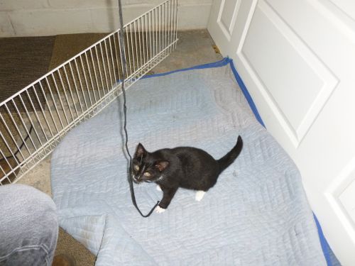 Photo of Xena