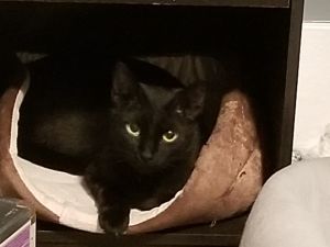 . Nikki .
