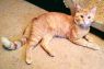 . Bart Roberts 2014 FIV+ *$75 fee .