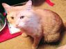 . Bart Roberts 2014 FIV+ *$75 fee .
