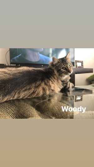 . Woody .