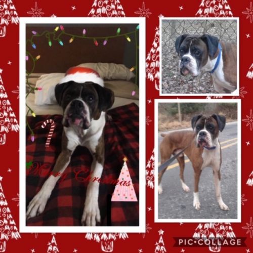 . Logan - Urgent Foster .
