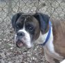 . Logan - Urgent Foster .