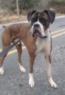 . Logan - Urgent Foster .
