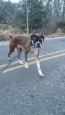 . Logan - Urgent Foster .