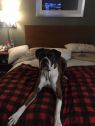 . Logan - Urgent Foster .