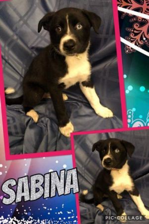 . Sabrina .