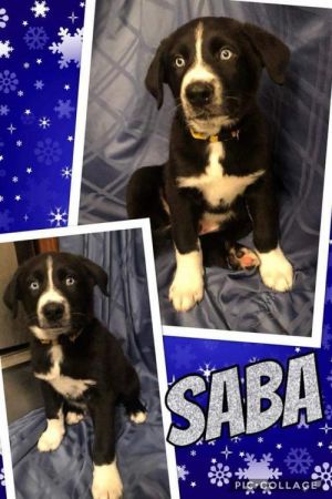 . Saba .