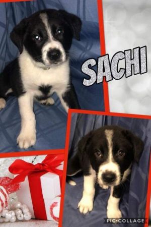 . Sachi .