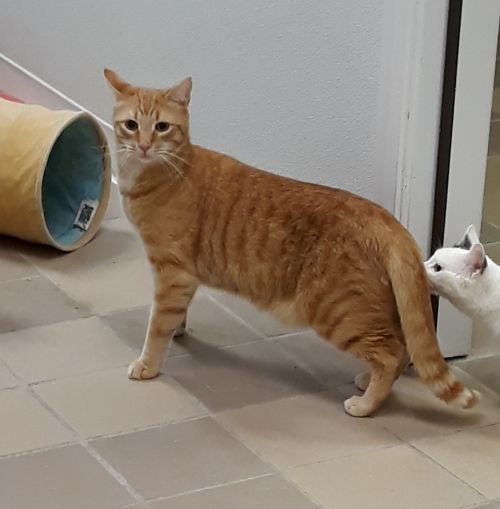 . OPIE .